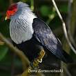 Founingo rougecap