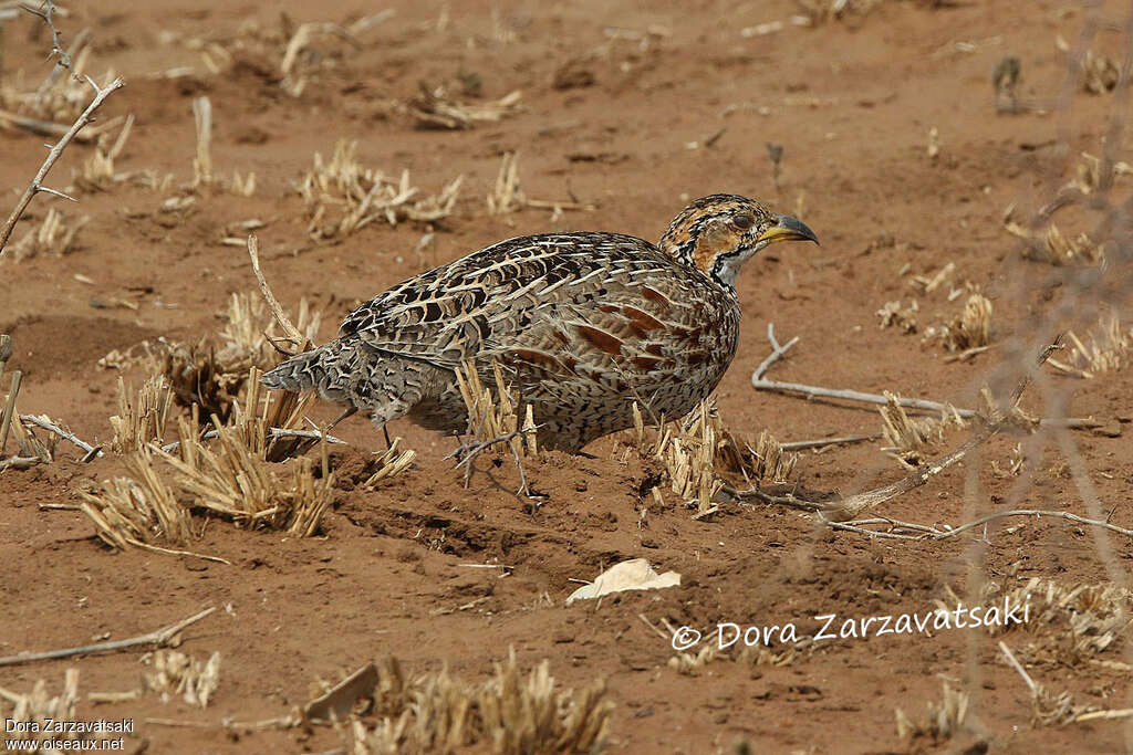 Francolin de Shelleyadulte, identification