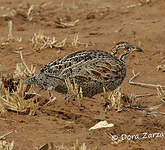 Francolin de Shelley