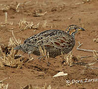 Shelley's Francolin