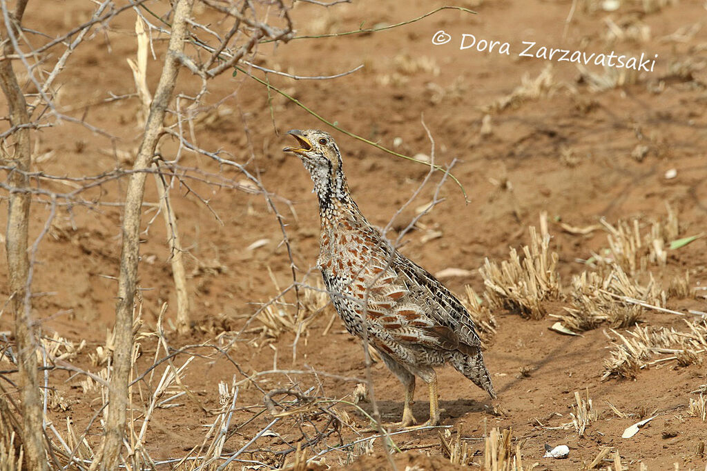 Francolin de Shelleyadulte, chant