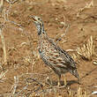 Francolin de Shelley