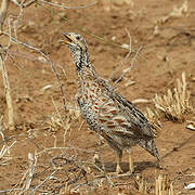 Shelley's Francolin