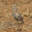 Francolin de Shelley