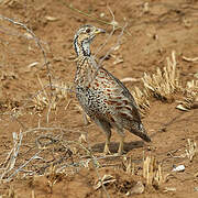 Shelley's Francolin