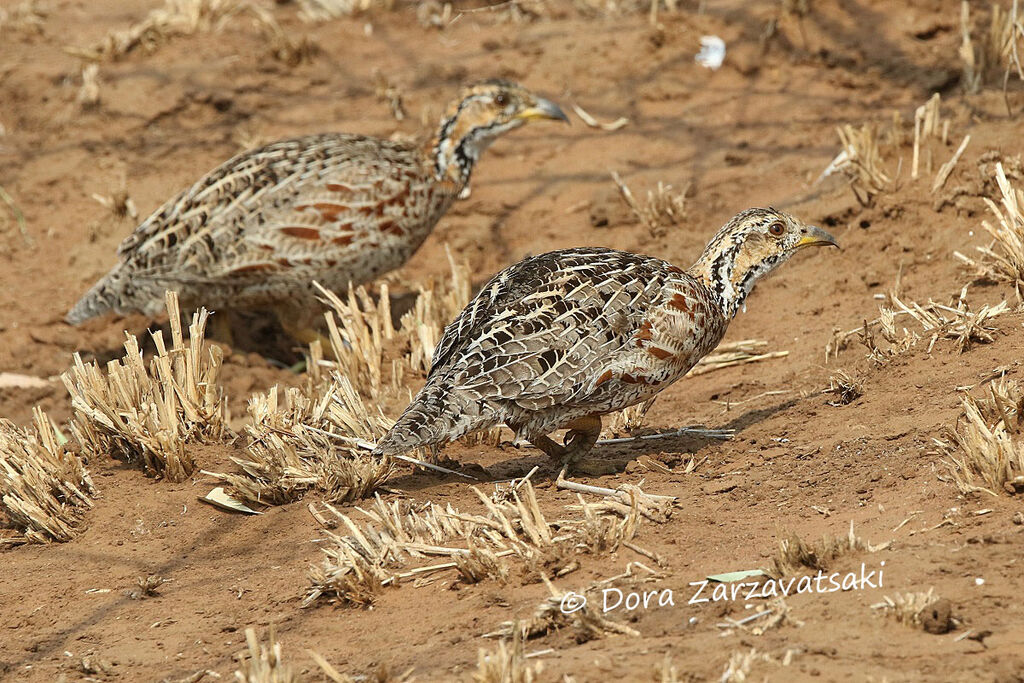 Francolin de Shelleyadulte, marche