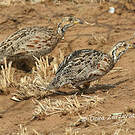 Francolin de Shelley