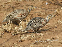 Francolin de Shelley