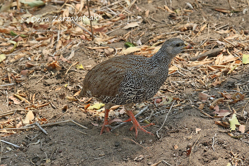 Natal Spurfowl, walking