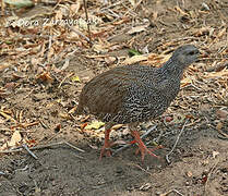 Natal Spurfowl