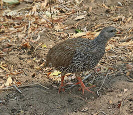 Francolin du Natal