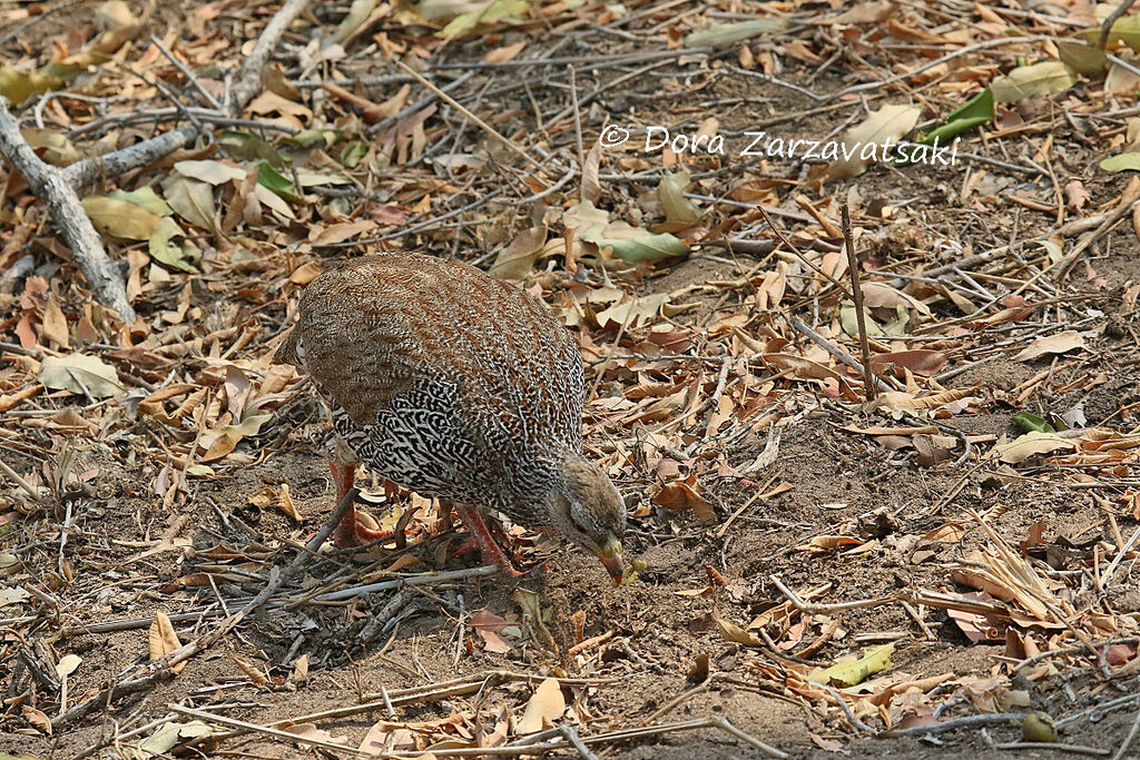 Natal Spurfowl, camouflage, walking, eats