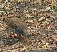 Natal Spurfowl