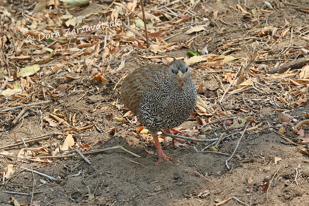 Natal Spurfowl, walking