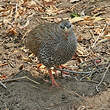 Francolin du Natal