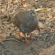 Natal Spurfowl