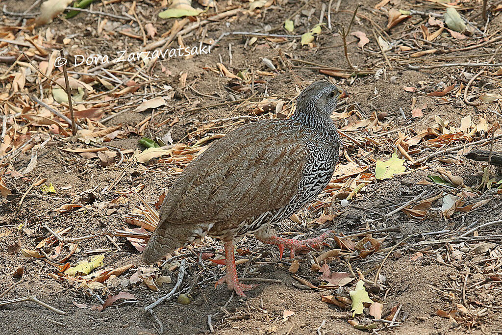 Natal Spurfowl, camouflage, walking