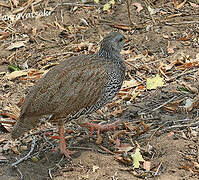 Natal Spurfowl