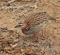 Francolin huppé