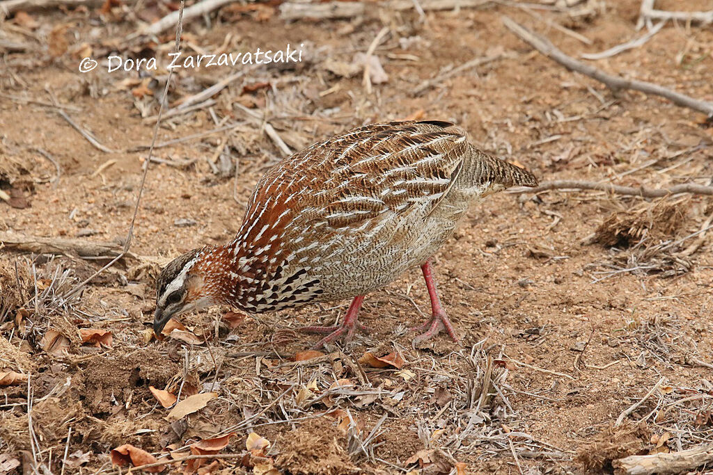 Crested Francolinadult, walking, eats