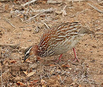 Francolin huppé