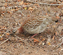 Francolin huppé