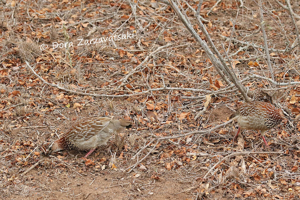 Crested Francolinadult, camouflage, walking, eats