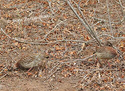 Crested Francolin