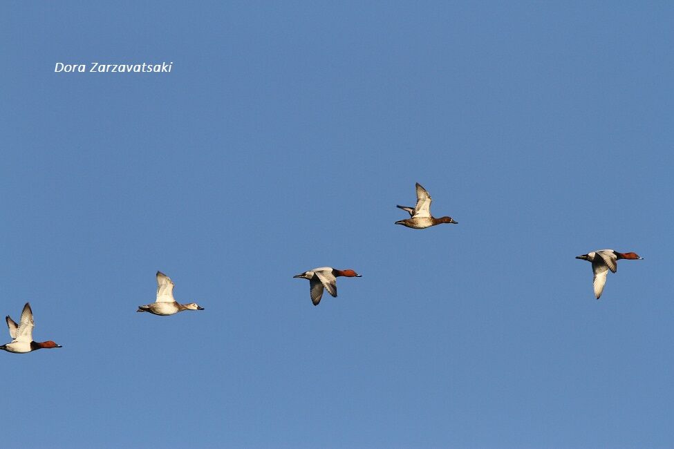 Common Pochard