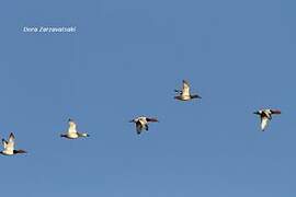 Common Pochard