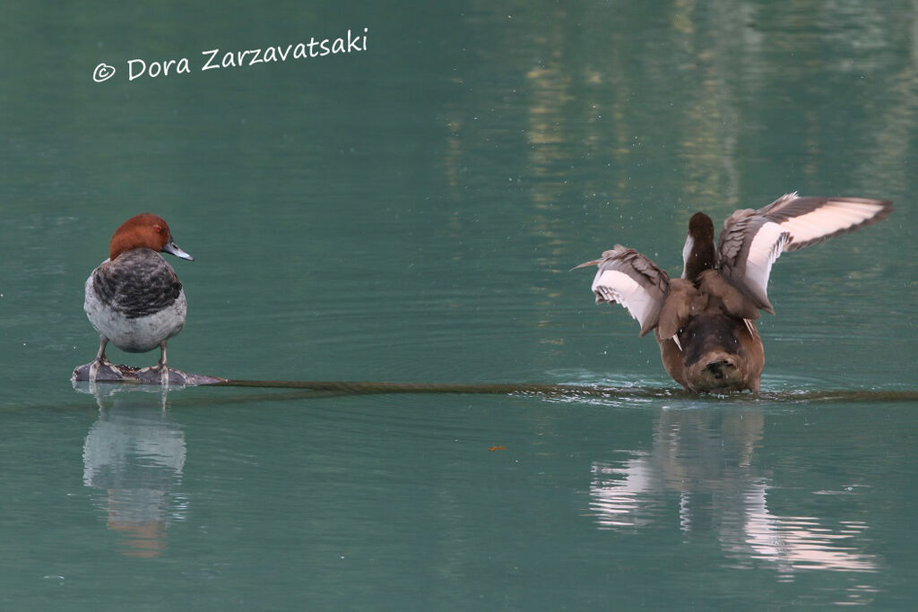 Common Pochard