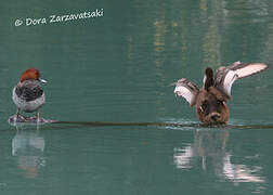 Common Pochard