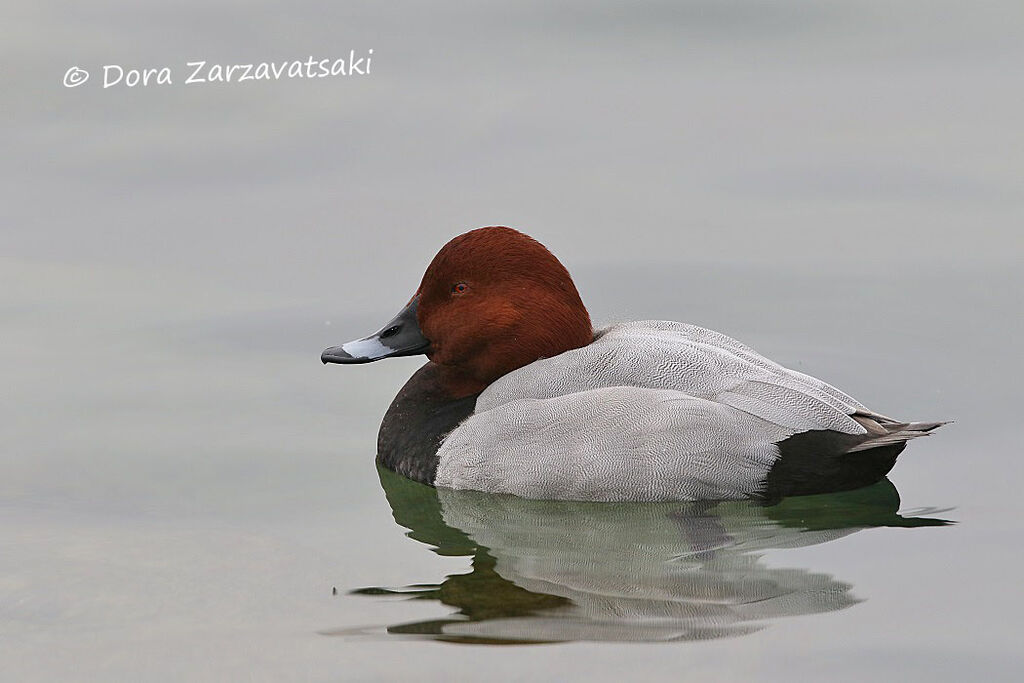 Common Pochard male adult, swimming