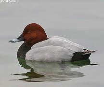 Common Pochard