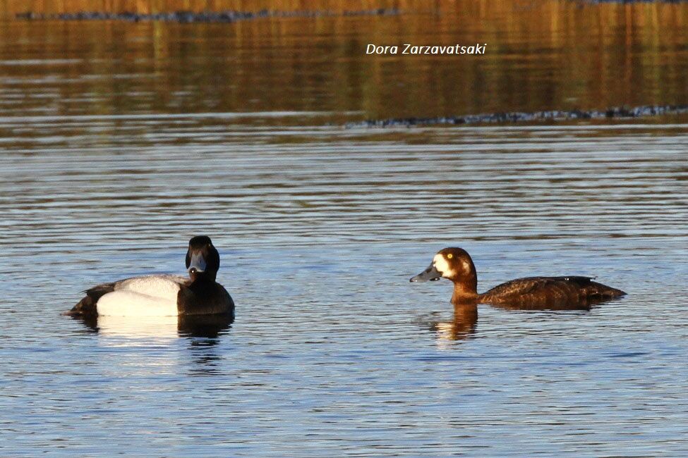 Greater Scaup 