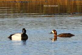 Greater Scaup