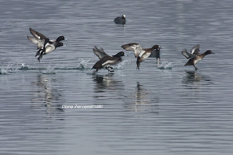 Tufted Duck