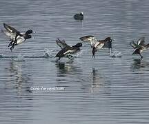 Tufted Duck