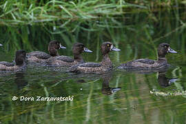 Tufted Duck