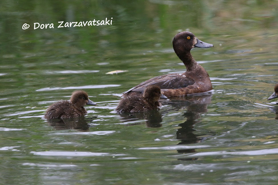 Tufted Duck, Reproduction-nesting, Behaviour