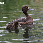 Tufted Duck