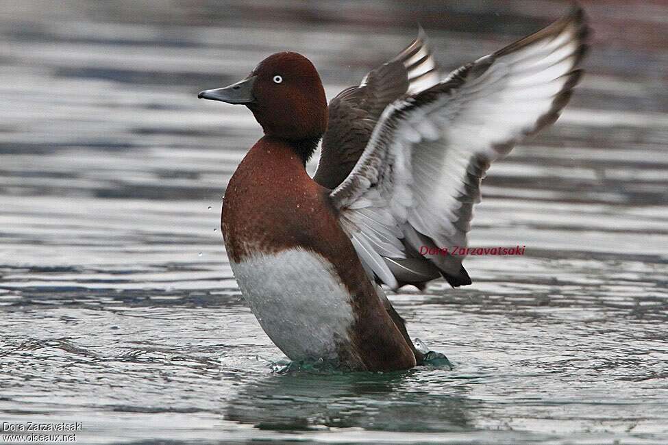 Ferruginous Duck male adult breeding, pigmentation, Behaviour