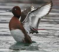 Ferruginous Duck