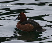 Ferruginous Duck