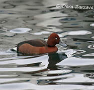 Ferruginous Duck