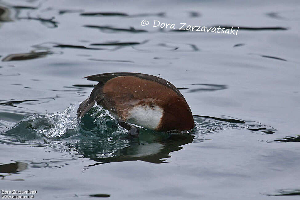 Ferruginous Duck male adult, swimming, fishing/hunting