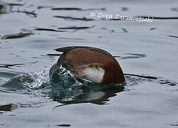 Ferruginous Duck