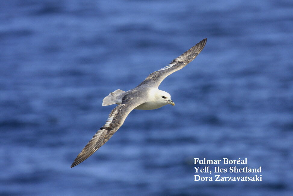 Fulmar boréal