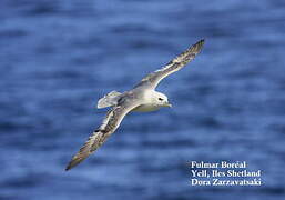 Fulmar boréal