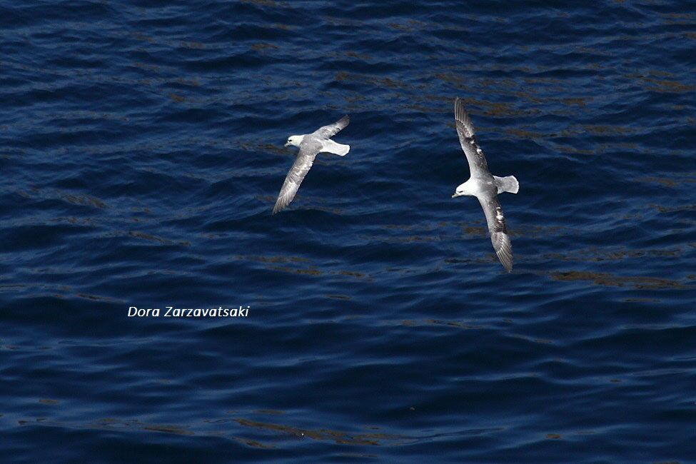 Northern Fulmar